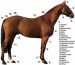 popis koně.jpg